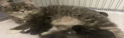 Mixed Breed cats for sale: Maine Coon X Half Ragdoll Kittens  - Advert 2