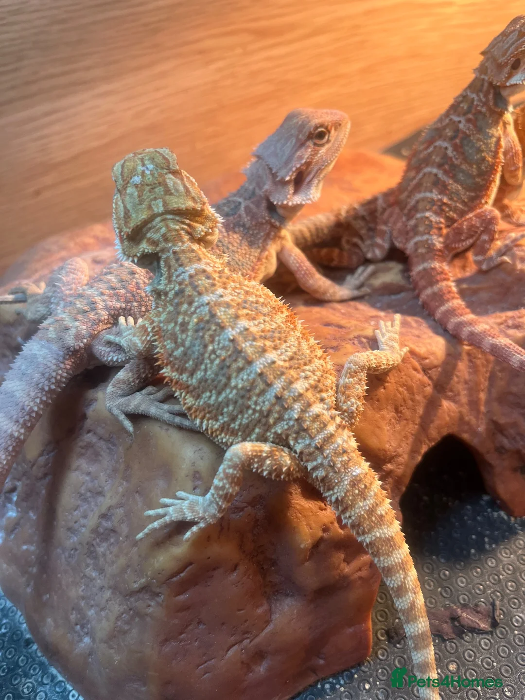 Bearded Dragon reptiles for sale: Bearded dragon babies red & orange hypo - Advert 2