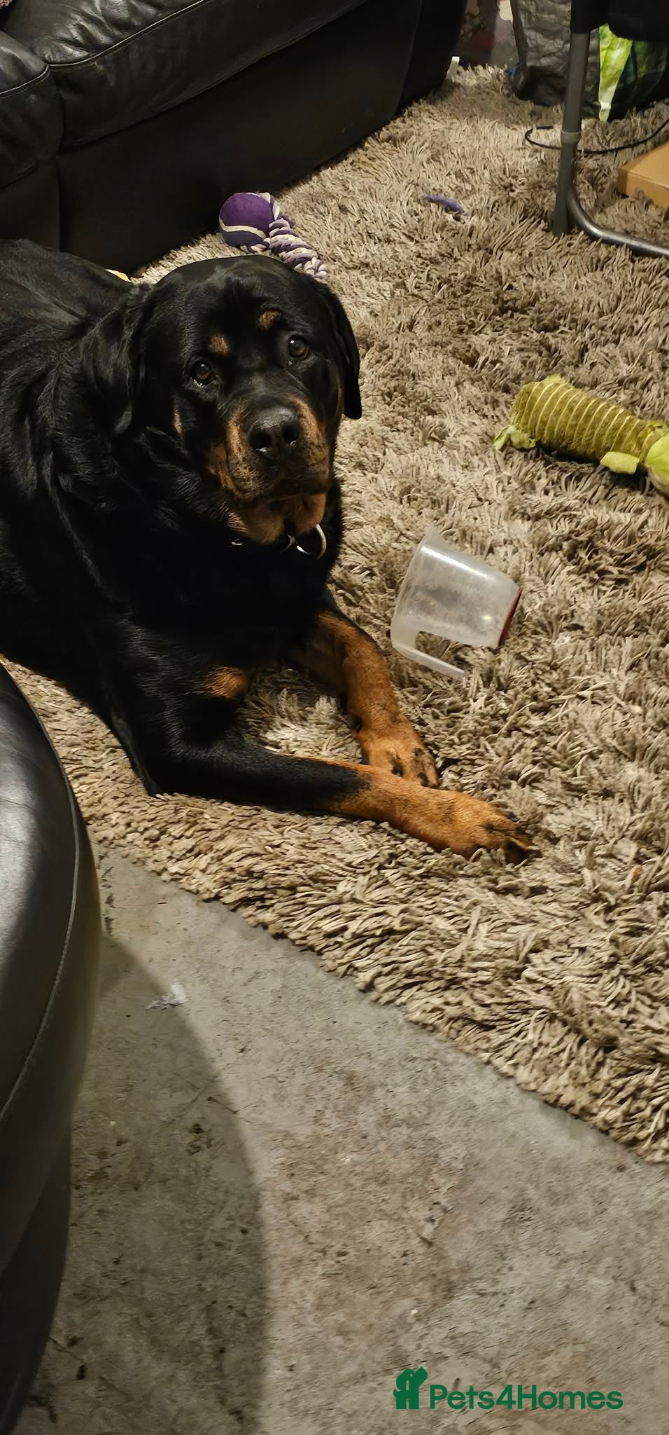 Rottweiler dogs Rottweiler  - Advert 1