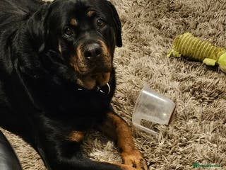 Rottweiler dogs Rottweiler - Advert 1