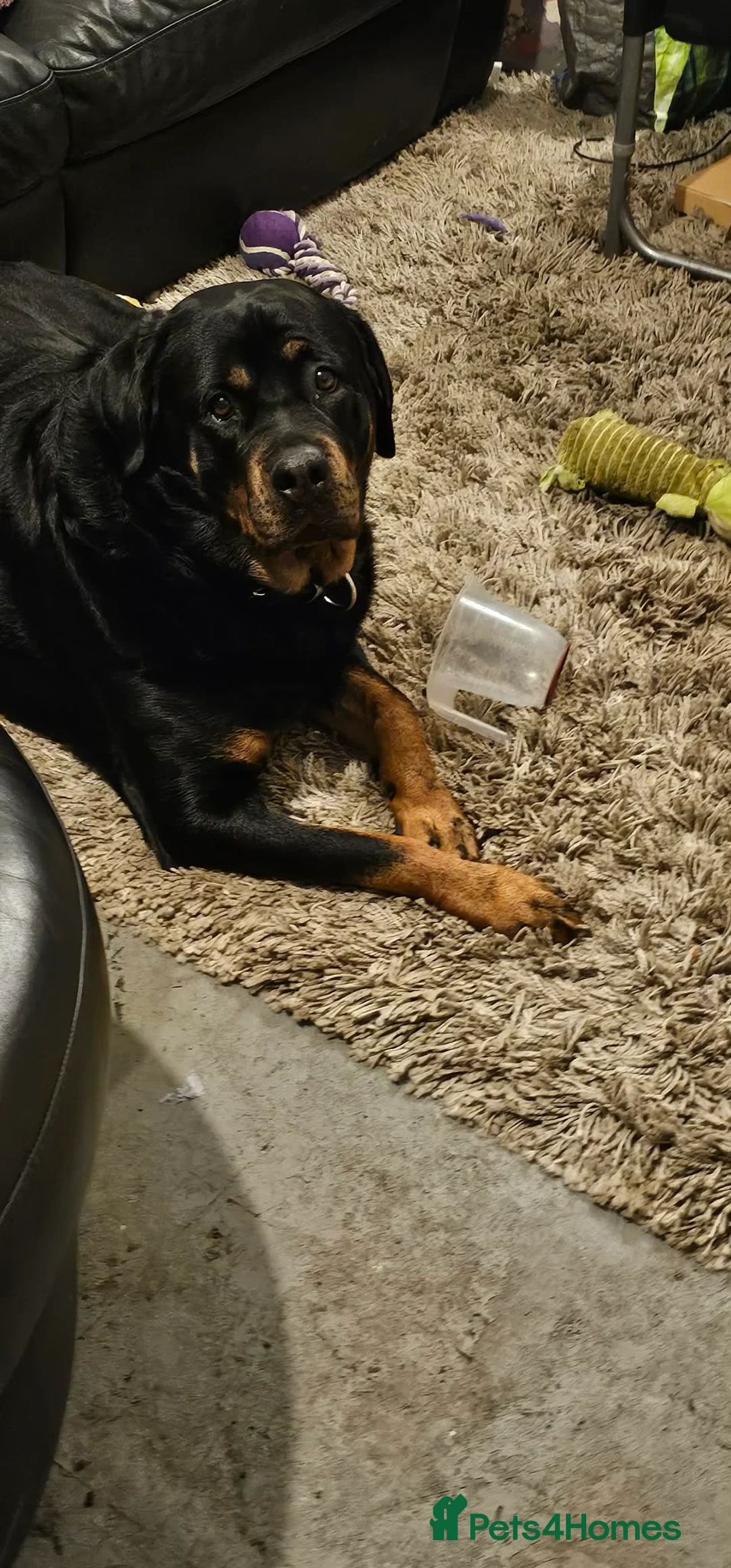 Rottweiler dogs for sale: Rottweiler  - Advert 1