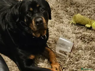 Rottweiler dogs Rottweiler - Advert 12