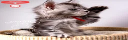 Maine Coon cats for sale: 💚Stunning XL TICA-registered Maine Coon Kittens  - Advert 7