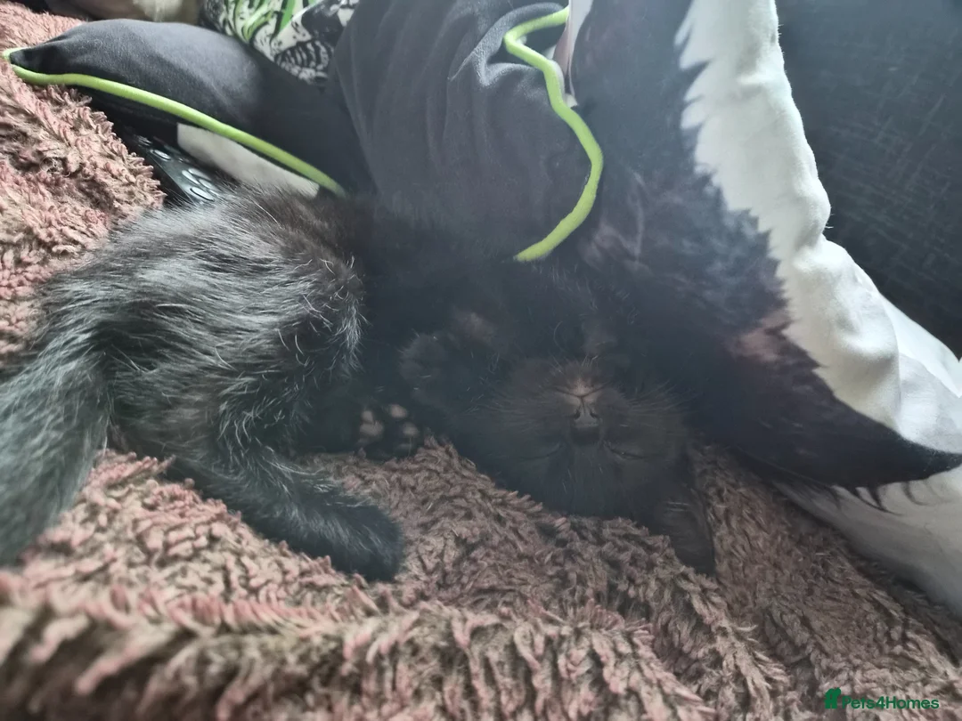 Mixed Breed cats for sale: Small Black Female Kitten - Advert 4