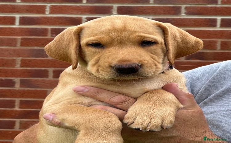 Labrador Retriever dogs - Advert 17