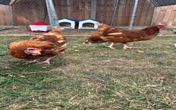 Chickens poultry for sale: 4 girls for sale - Image 3