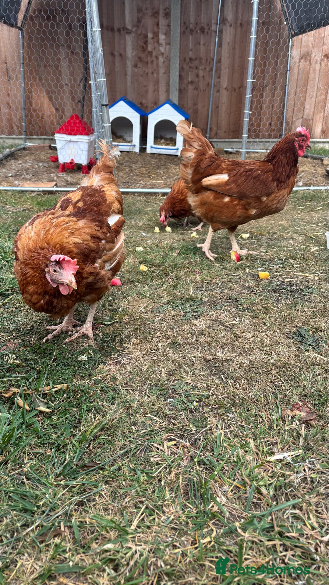 Chickens poultry for sale: 4 girls for sale - Image 3