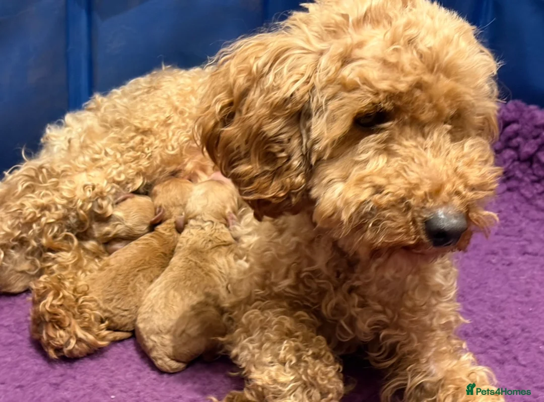 Cockapoo dogs for sale: Exquisite toy cockapoo  - Advert 4