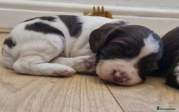 English Springer Spaniel dogs for sale: KC registered English Springer Spaniel - Image 7