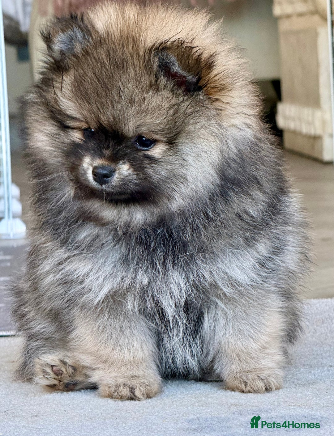 Pomeranian dogs for sale: Pomeranian puppies for sale - Advert 17