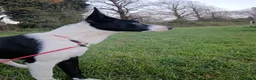 Border Collie dogs for sale: Boy Border collie for sale - Advert 6
