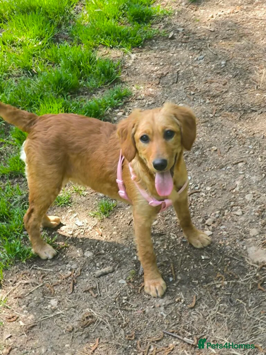 Mixed Breed dogs for adoption: Iara - setter mix puppy in Brampton - Advert 8