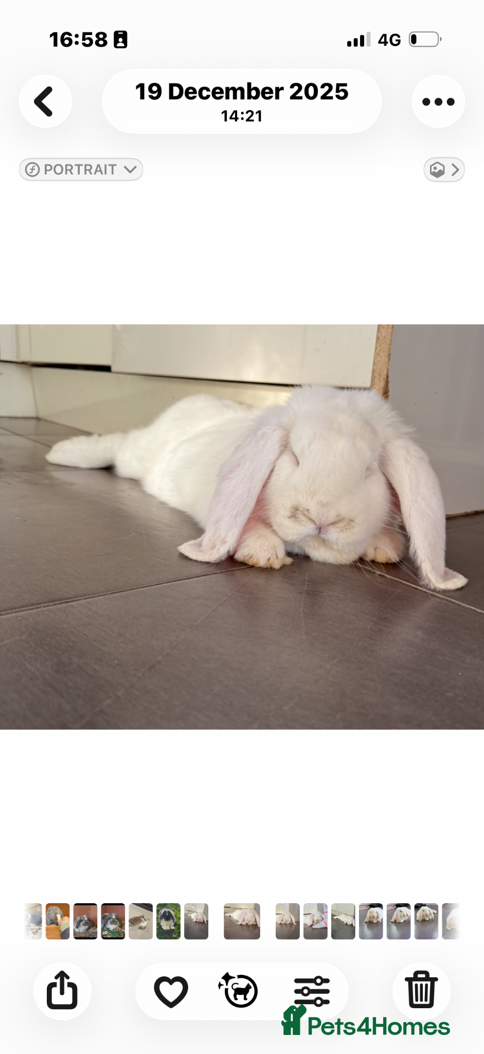 French Lop rabbits Ready Now Stunning pure bred French lops  - Advert 13