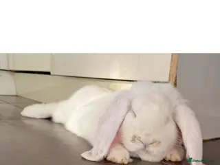 French Lop rabbits Ready Now Stunning pure bred French lops - Advert 15