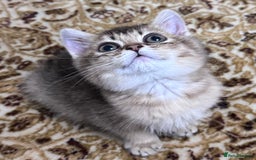 Scottish Fold cats for sale: Pure Scottish kittens in hull - Image 12