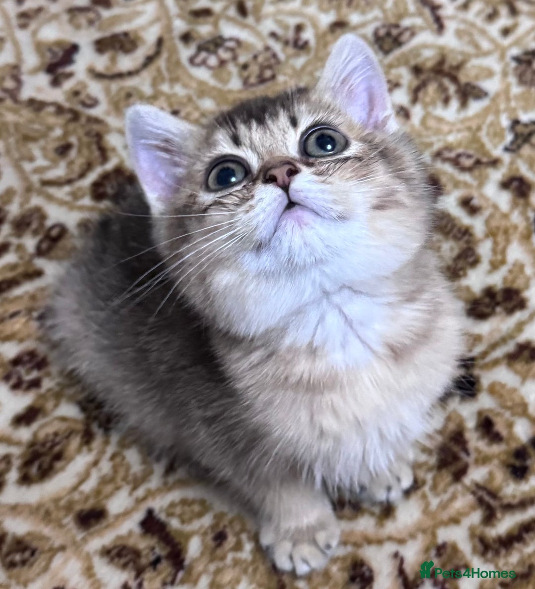 Scottish Fold cats for sale: Pure Scottish kittens in hull - Image 12