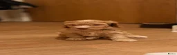 Cockapoo dogs for sale: 🐾 Gorgeous F2 Cockapoo Puppies 🐾 - Advert 16