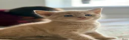 Mixed Breed cats for sale: Maine Coon X British shorthair  - Advert 4
