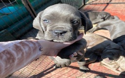 Cane Corso dogs for sale: Pure bred cane corso pups (lilac & grey) - Image 3