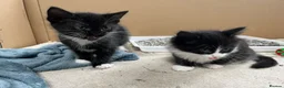 Mixed Breed cats for sale: Kittens in Honiton - Advert 7