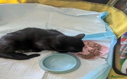 Domestic Shorthair cats for sale: Happy healthy babies  - Image 5