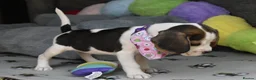 Beagle dogs for sale: Beautiful beagle puppies  - Advert 38