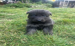 German Shepherd dogs for sale: German Shepherd Puppies  - Image 3
