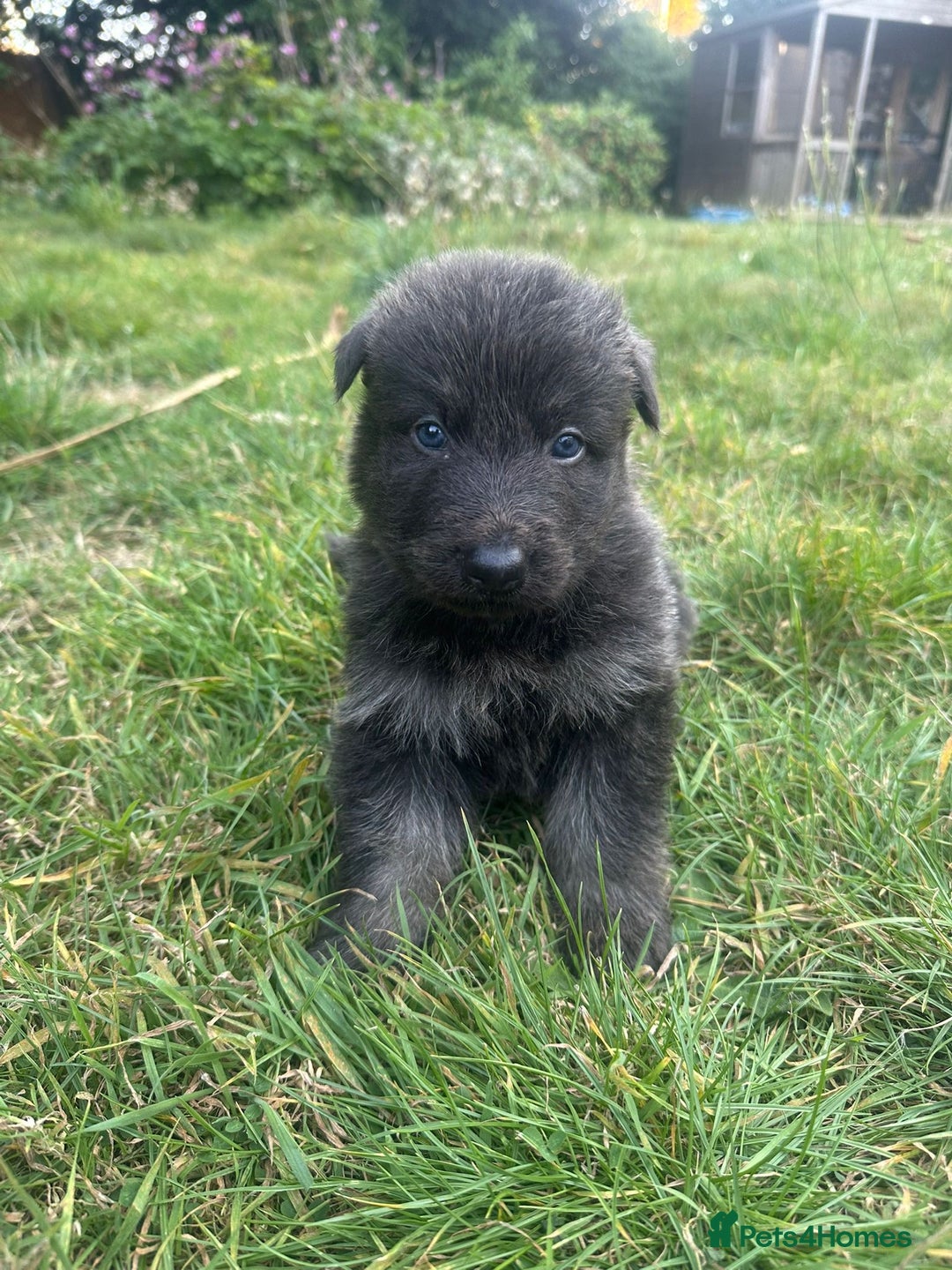 German Shepherd dogs for sale: German Shepherd Puppies  - Image 3