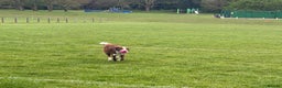 Border Collie dogs for stud: Red/white Border collie STUD DNA tested  in Batley - Advert 4