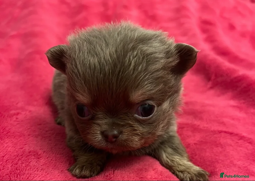 Chihuahua dogs for stud: STUNNING KC LILAC BOY FOR STUD DUTIES  in Birmingham - Advert 14