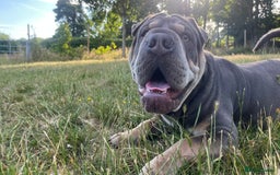 Mixed Breed dogs for sale: Snoop dog - Image 3