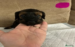 Cockapoo dogs for sale: Outstanding Cockapoos Puppies. 4 boys💙 2 girls 💗 - Image 31