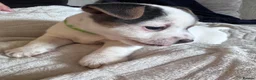 Jack Russell dogs for sale: Jack Russell Puppies in York - Advert 32