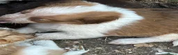 Border Collie dogs for sale: Stunning Border Collie pups in ELY - Advert 19