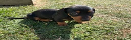 Miniature Dachshund dogs for sale: Miniature Dachshund Puppies - Stunning Litter in Nottingham - Advert 2