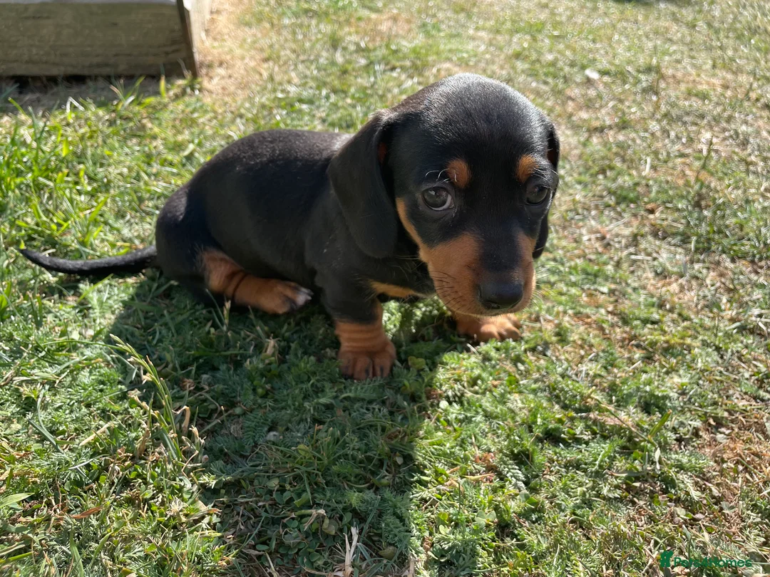 Miniature Dachshund dogs for sale: Miniature Dachshund Puppies - Stunning Litter in Nottingham - Advert 2