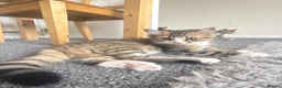 Mixed Breed cats for sale: 3half persian half tabby kittens  in Cardiff - Advert 7