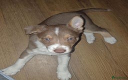 Border Collie dogs for sale: KC registered Border collie boy - Image 7