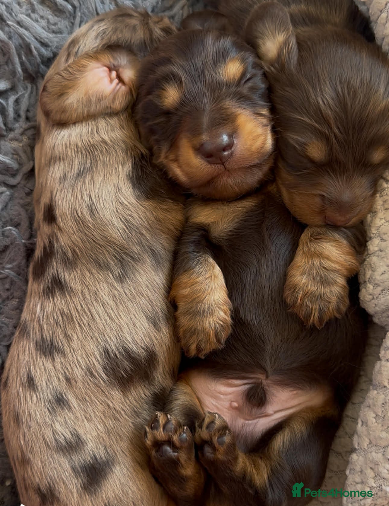 Miniature Dachshund dogs KC Reg Long Haired Miniature Dachshund Puppies - Advert 7