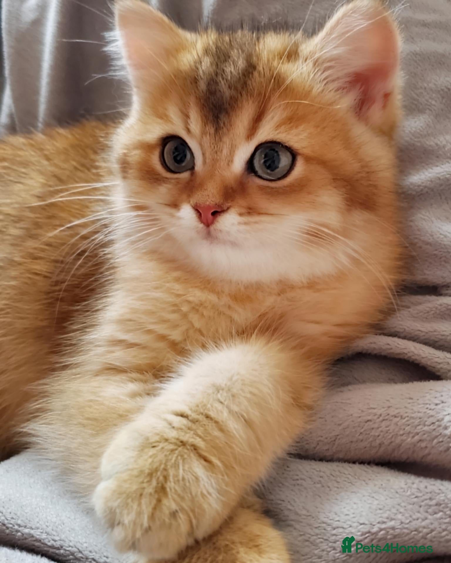 British Shorthair cats for sale: 💖 GCCF Sweeties 🍬 💖 - Advert 2