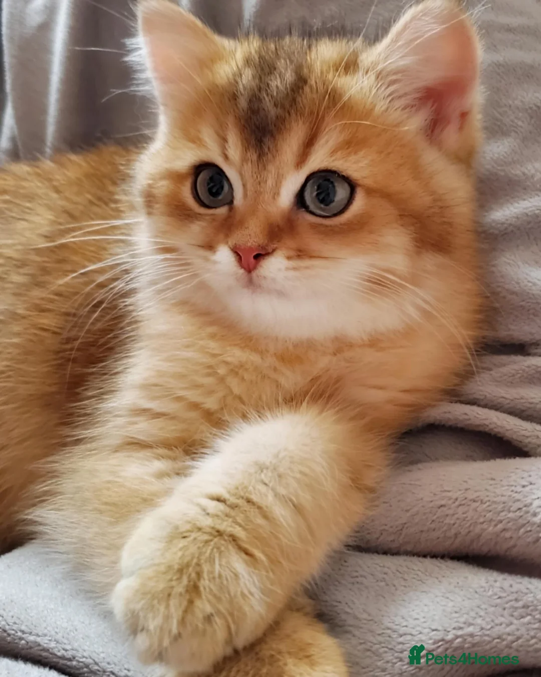 British Shorthair cats for sale: 💖😻 GCCF 🍬 Ready Now 🏡✨️ - Advert 2