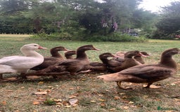 Ducks poultry for sale: Chocolate (only) Muscovy ducks and drakes - Image 3