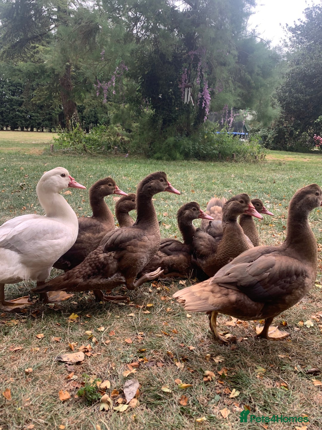 Ducks poultry for sale: Chocolate (only) Muscovy ducks and drakes - Image 3