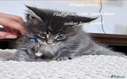 Maine Coon cats for sale: Maine Coons FluffyPaws.Uk  - Image 29