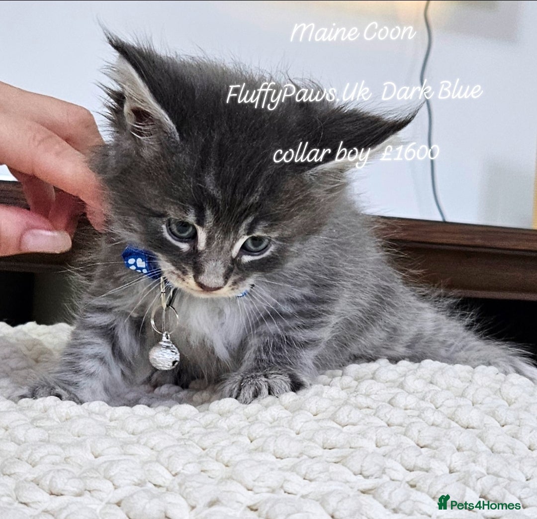 Maine Coon cats for sale: Maine Coons FluffyPaws.Uk  - Image 29