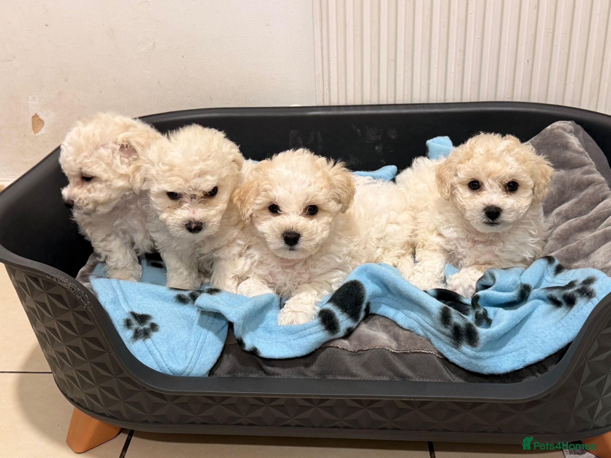Bichon Frise dogs Bichon Frisee puppies looking for a loving home - Advert 9