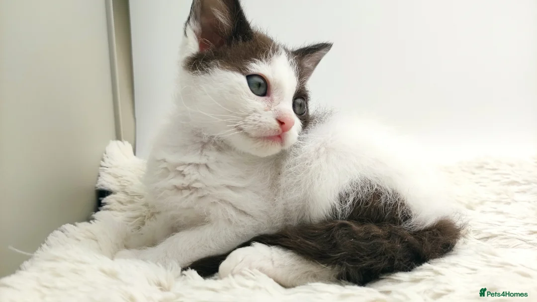 LaPerm cats for sale: Curly LaPerm kittens GCCF reg  - Advert 14