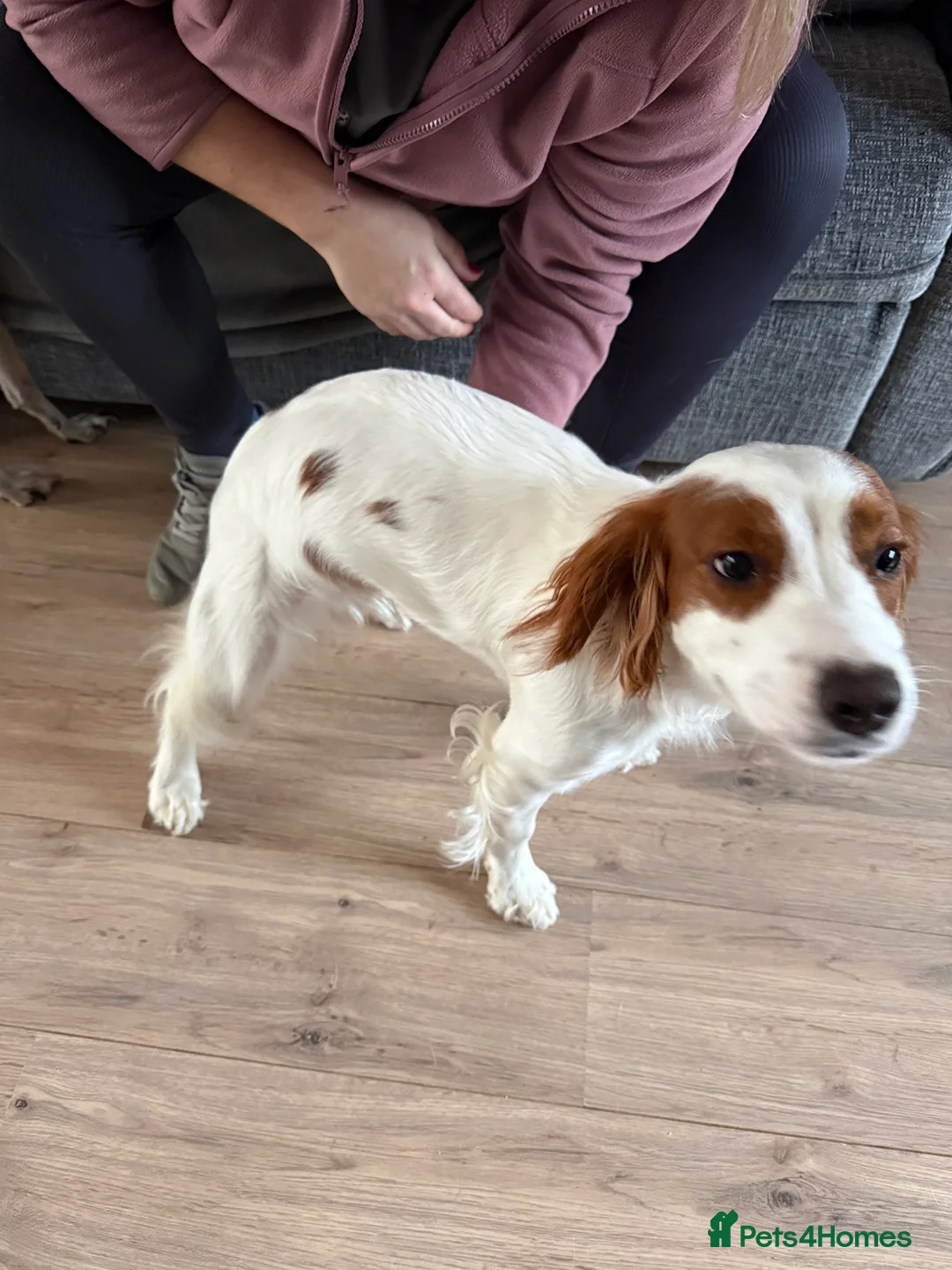 Cocker Spaniel dogs for sale: 1 year old Female cocker spaniel  - Advert 2