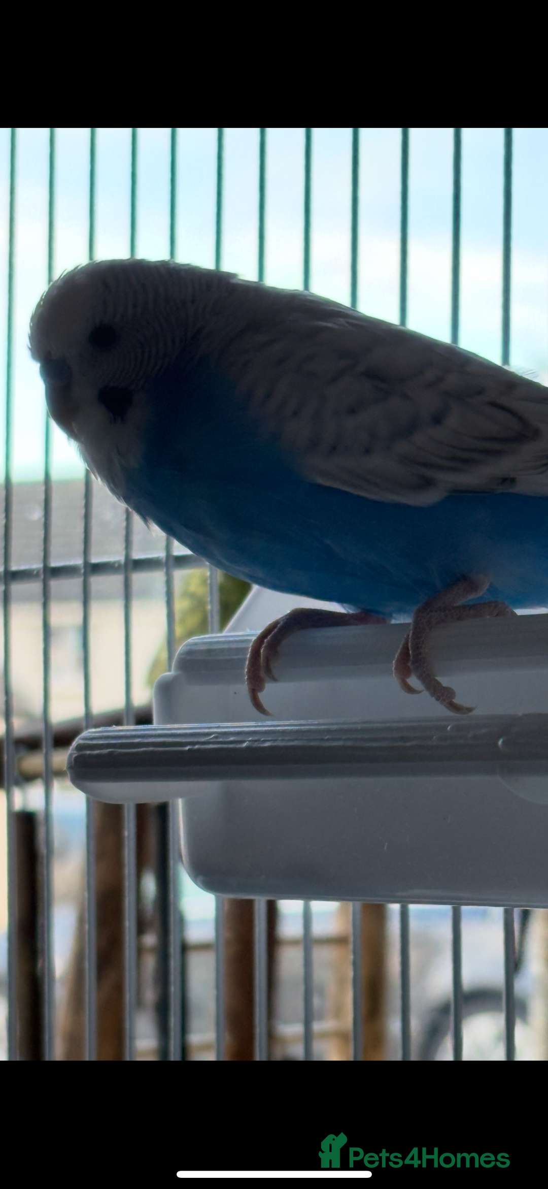 Budgerigars birds for sale: Male & Female budgies for sale - Advert 2