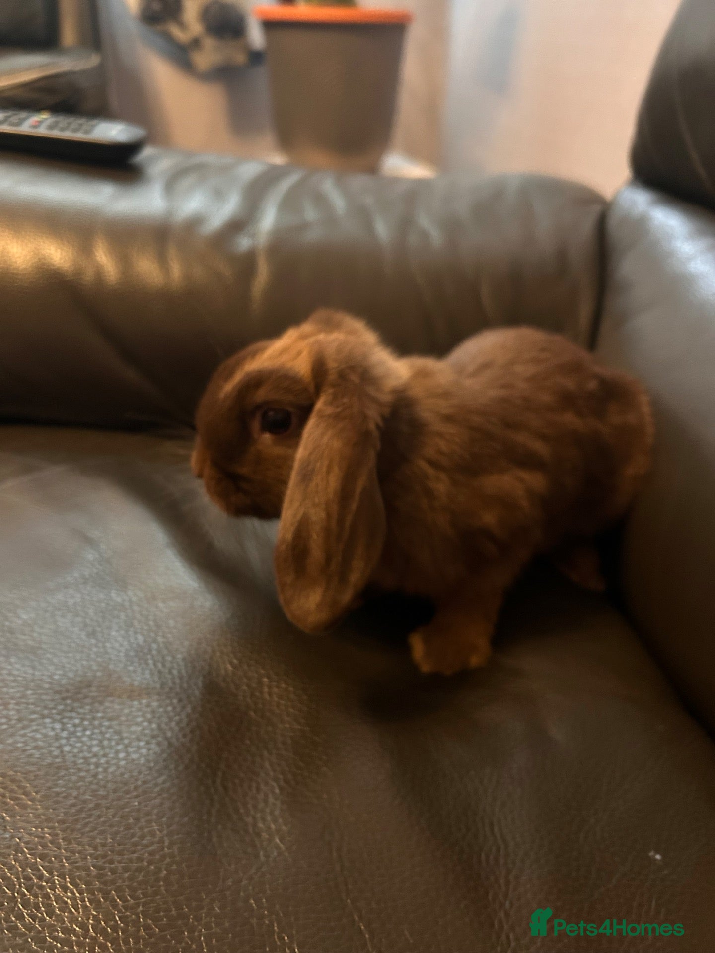Mixed Breed rabbits Mini lop x Dutch x Netherlands dwarf  - Advert 1